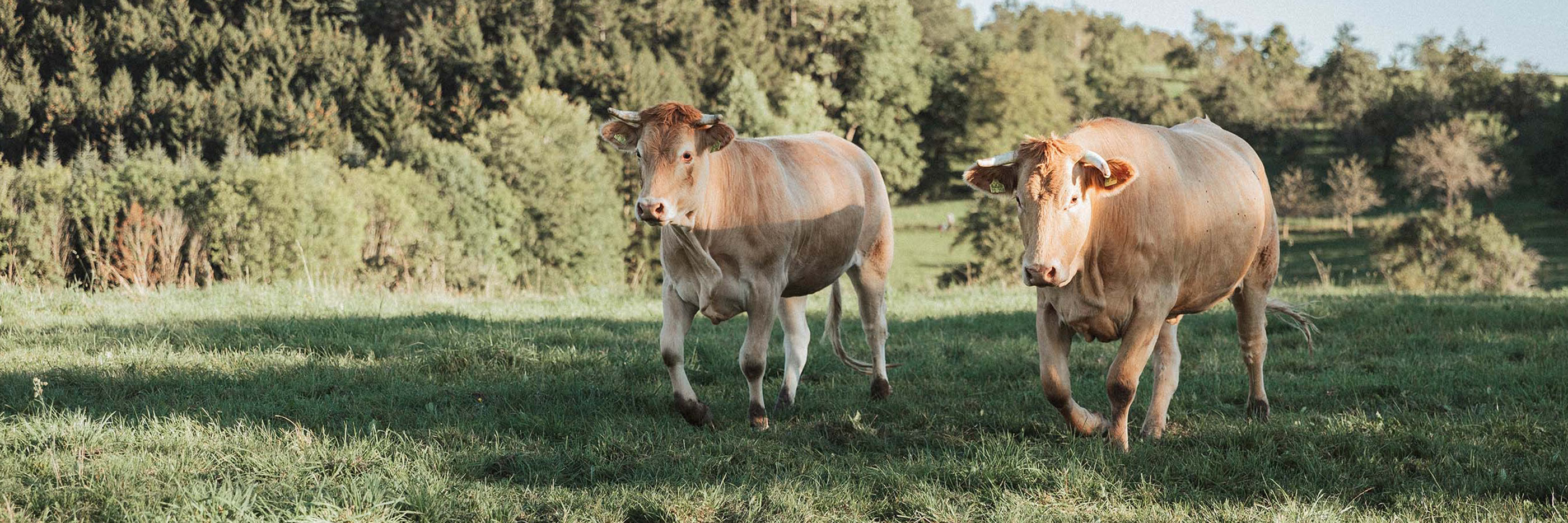 Light brown cows run on the Positerra pasture | mey® 