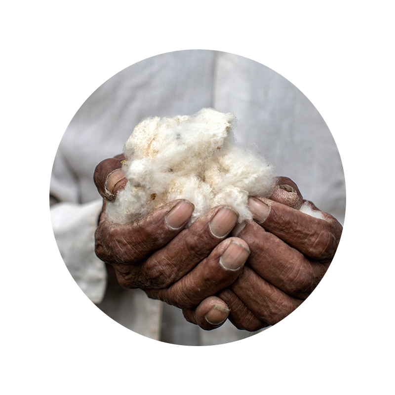mey® Bio-Baumwolle in den Händen des Baumwollpflückers