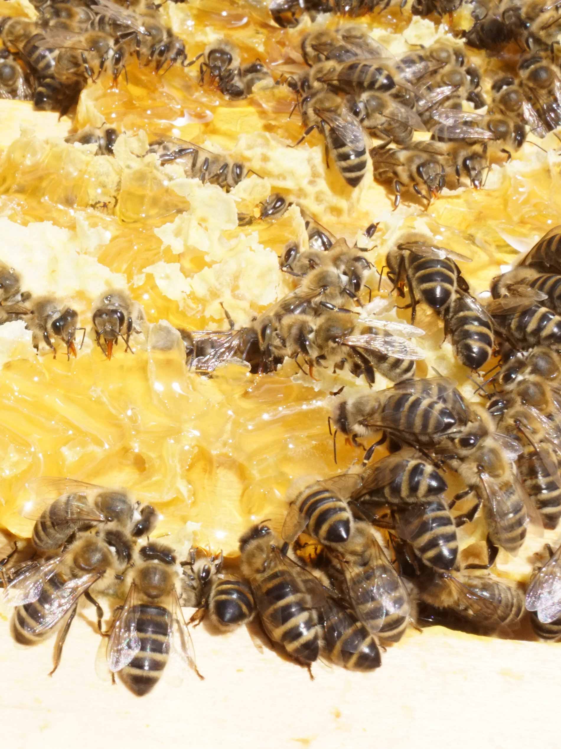 De zwerm bijen verzamelt de honing uit de open raten | mey®